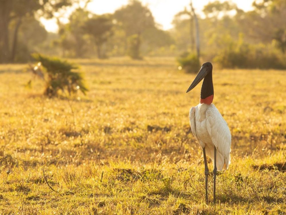 Pantanal - Top 7 Ecotourism Destinations in Brazil to Visit in 2024