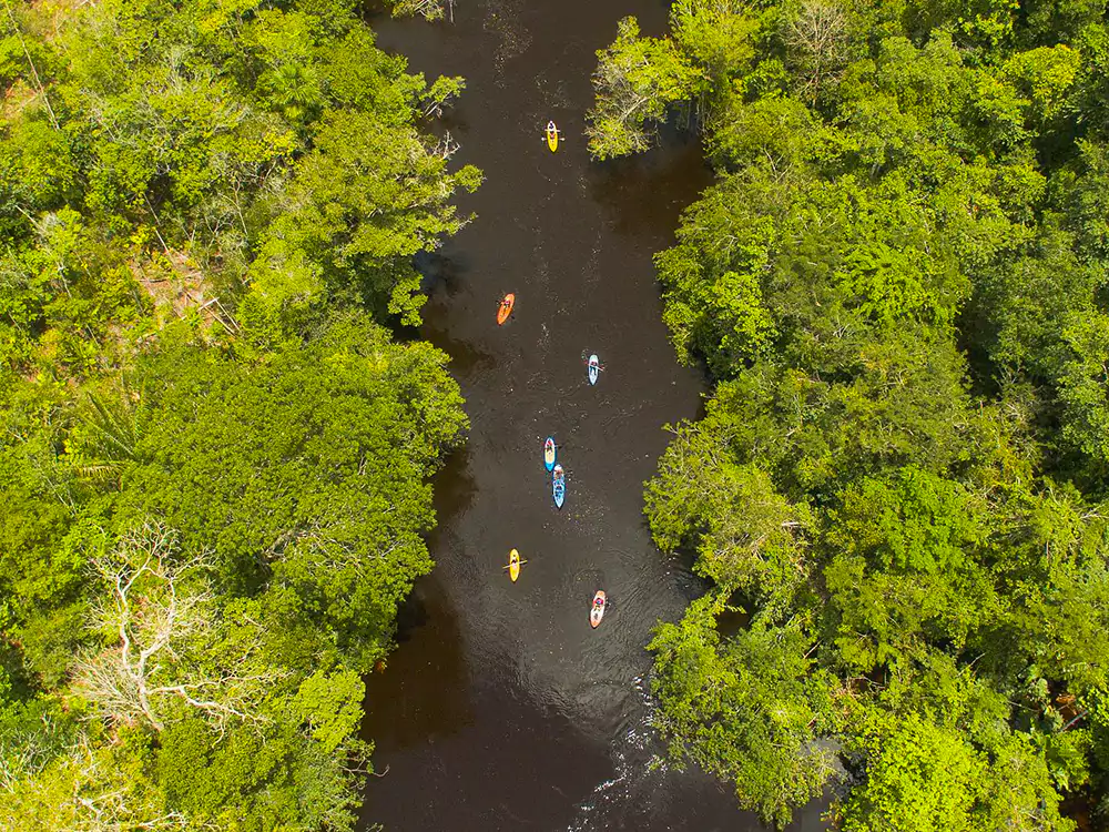  Aerial view of a group of tourists kayaking on a dark Amazonian river surrounded by dense green forest. 