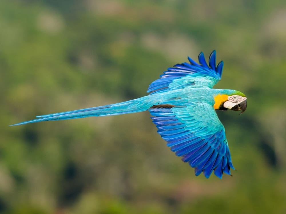 Ecotourism in the Amazon Rainforest - Blue Macaws