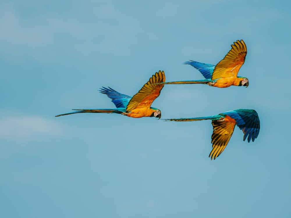 How to visit the Cerrado in Brazil? - Blue Araras 
