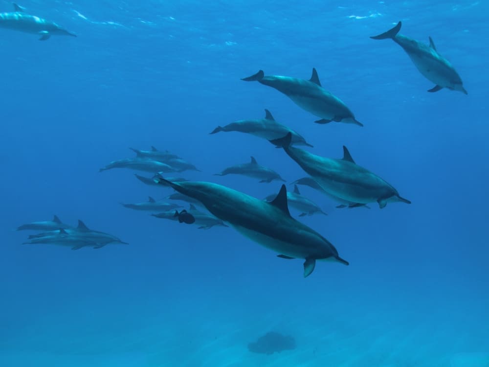 A large pod of spinner dolphins swims gracefully together through the clear blue ocean waters of Fernando de Noronha. A large pod of spinner dolphins swims gracefully together through the clear blue ocean waters of Fernando de Noronha.
