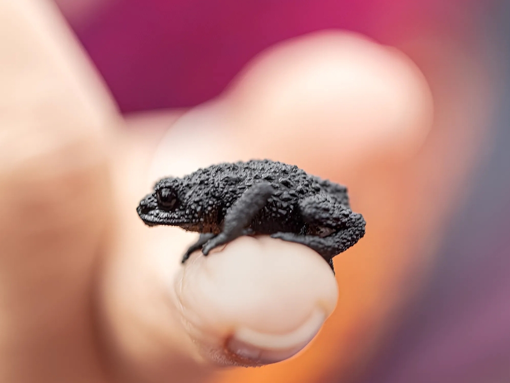 endemic frogs Mount Roraima