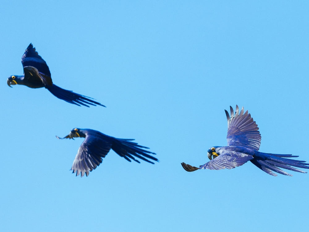 Three vibrant Hyacinth macaws fly together against a clear blue sky.