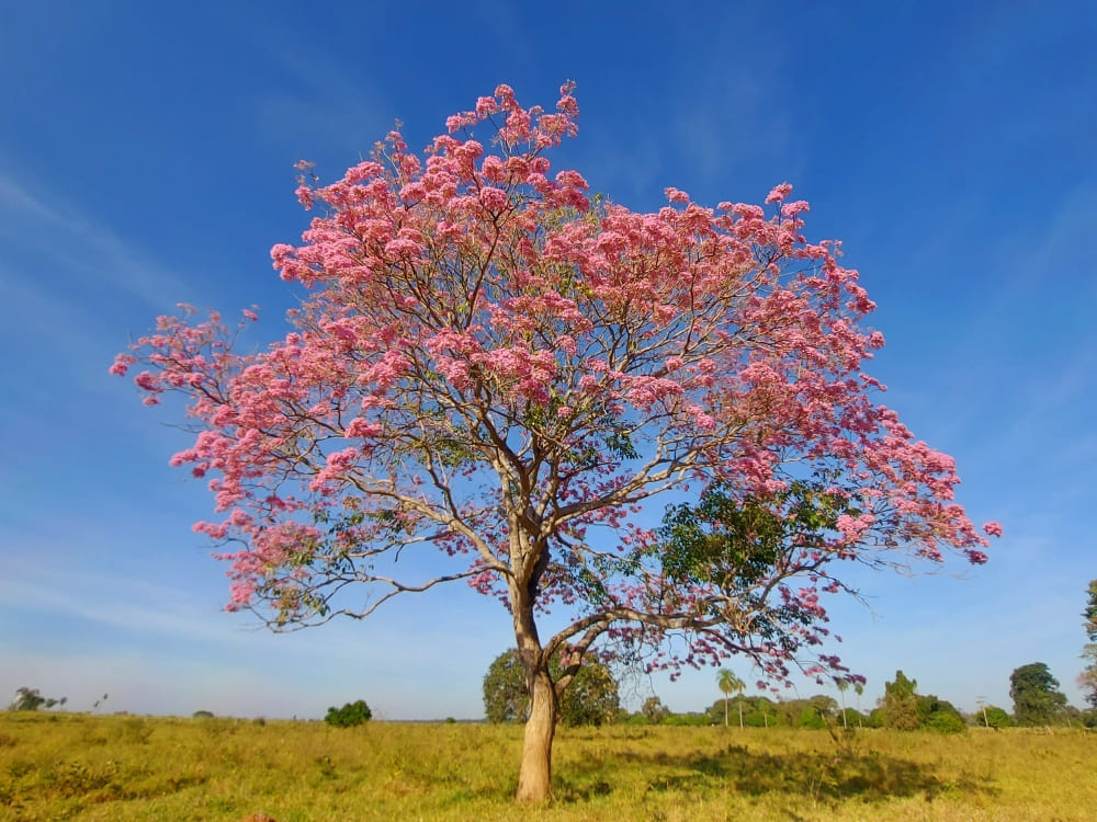 A large Pink Ipê tree stands in full bloom in a field, highlighting the beauty of Pantanal flora.