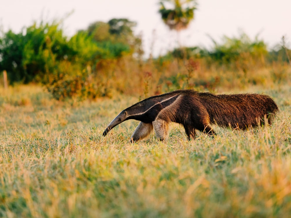 A giant anteater walks across the grassy savannah, a highlight of giant anteater sightings in the Pantanal region.
