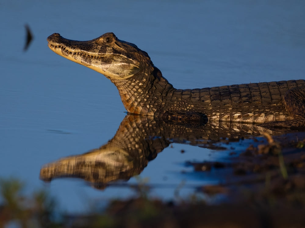 The head of a Yacare caiman surfaces from the blue water, a common sight in Pantanal wildlife.