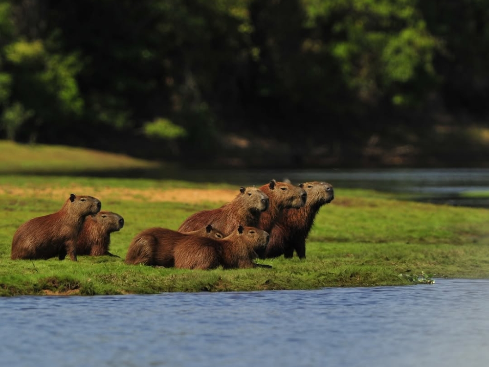 A group of capybaras rests on a grassy riverbank, showcasing the social nature of these Pantanal animals.