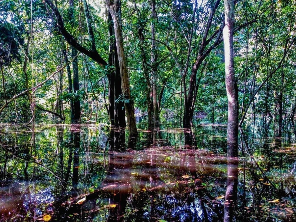 Trees of the Amazon rainforest reflected in the dark calm waters of a flooded forest during the rainy season. Trees of the Amazon rainforest reflected in the dark calm waters of a flooded forest during the rainy season.