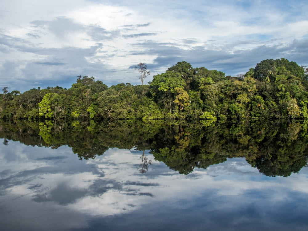 The dense green Amazon forest reflecting like a perfect mirror on the calm, dark waters of the river. 