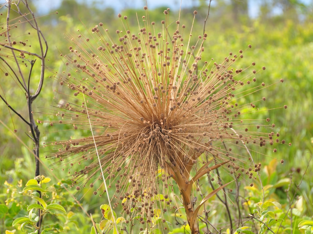 A close-up of capim-dourado in the field, the famous golden grass of Jalapão with stems that shine like metal. 