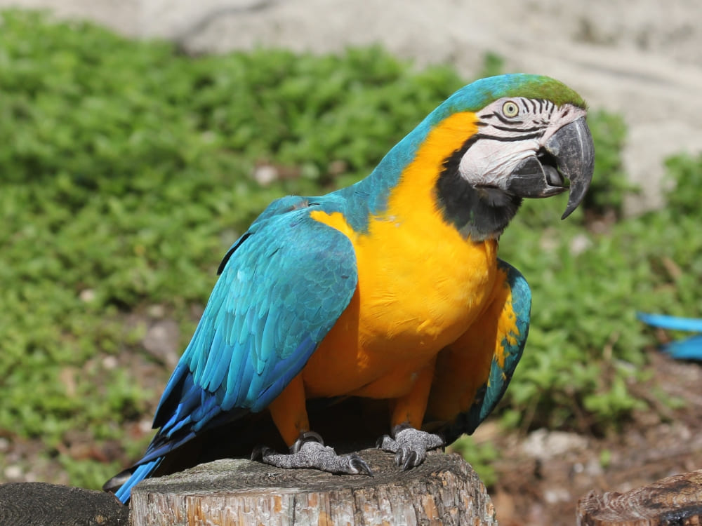 A blue-and-yellow macaw perched on a piece of wood, representing the diverse bird species that fly across the sky in Jalapão. 
