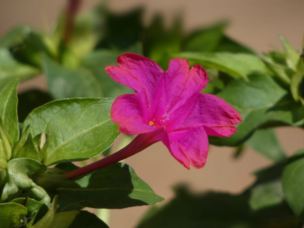 A vibrant pink jalapa flower in bloom, the local medicinal plant that inspired the meaning of the name Jalapão.