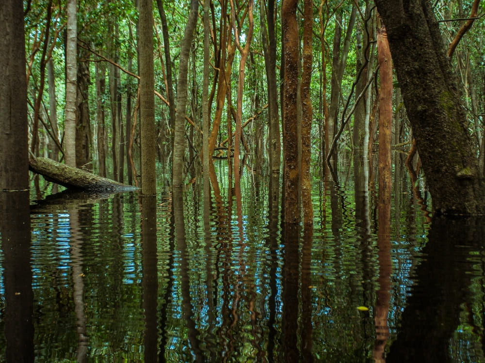 Slender tree trunks emerging from the dark waters in the igapós, or flooded forests, of the Amazon. 