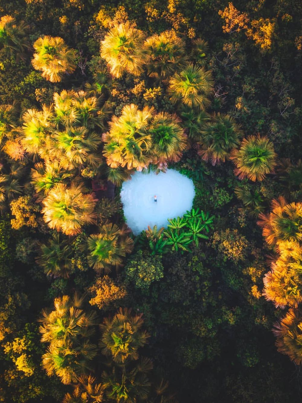 Aerial view of a crystal-clear cyan fervedouro spring surrounded by lush buriti palms in Jalapão State Park. 