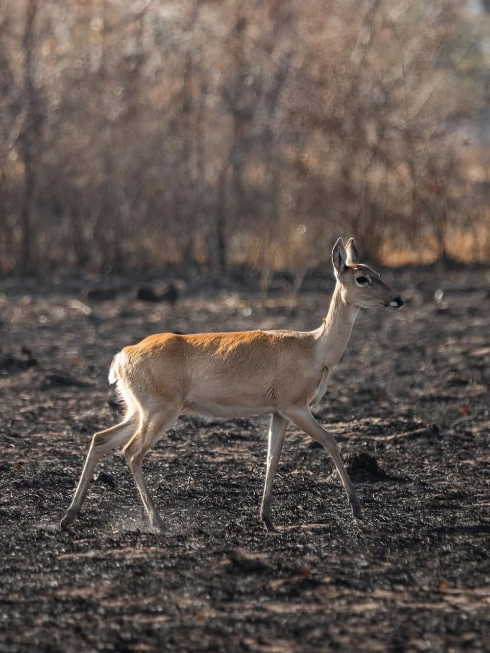 A marsh deer walking across a blackened, scorched field after a fire in the Pantanal wetlands. A marsh deer walking across a blackened, scorched field after a fire in the Pantanal wetlands.