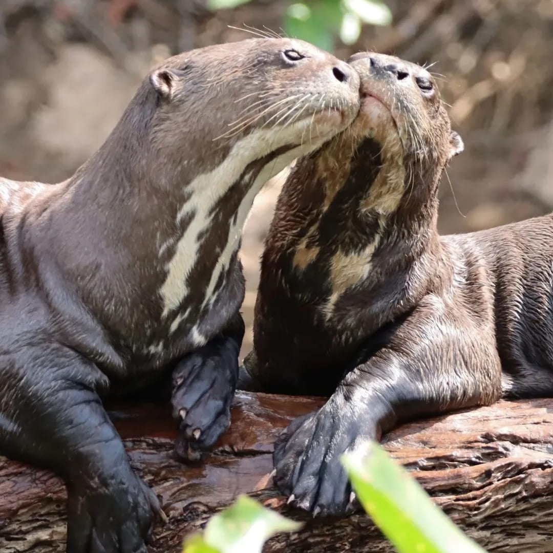 Two giant otters rest closely together on a wooden log in their natural aquatic habitat. Two giant otters rest closely together on a wooden log in their natural aquatic habitat.