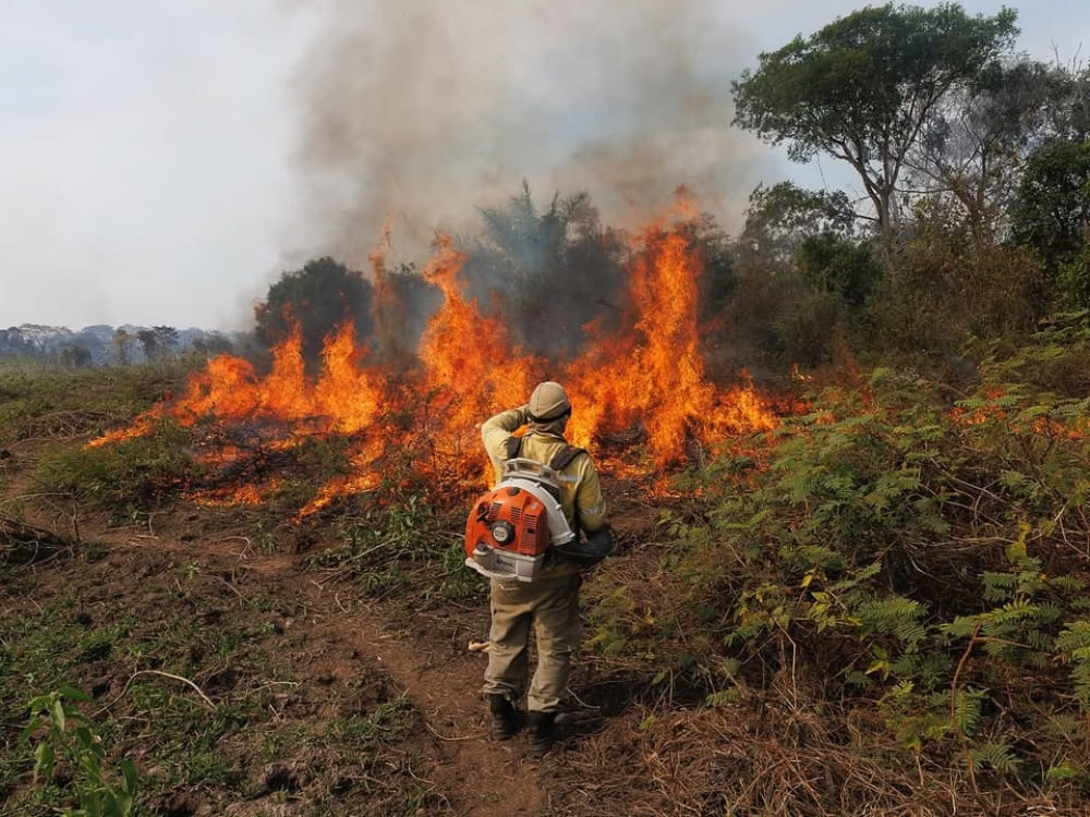 A firefighter equipped with a blower works to control flames during a vegetation fire in the Pantanal. A firefighter equipped with a blower works to control flames during a vegetation fire in the Pantanal.