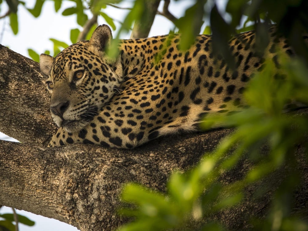 Close-up of a jaguar resting in the North Pantanal, the best destination for travelers seeking intense Pantanal safari experiences. 