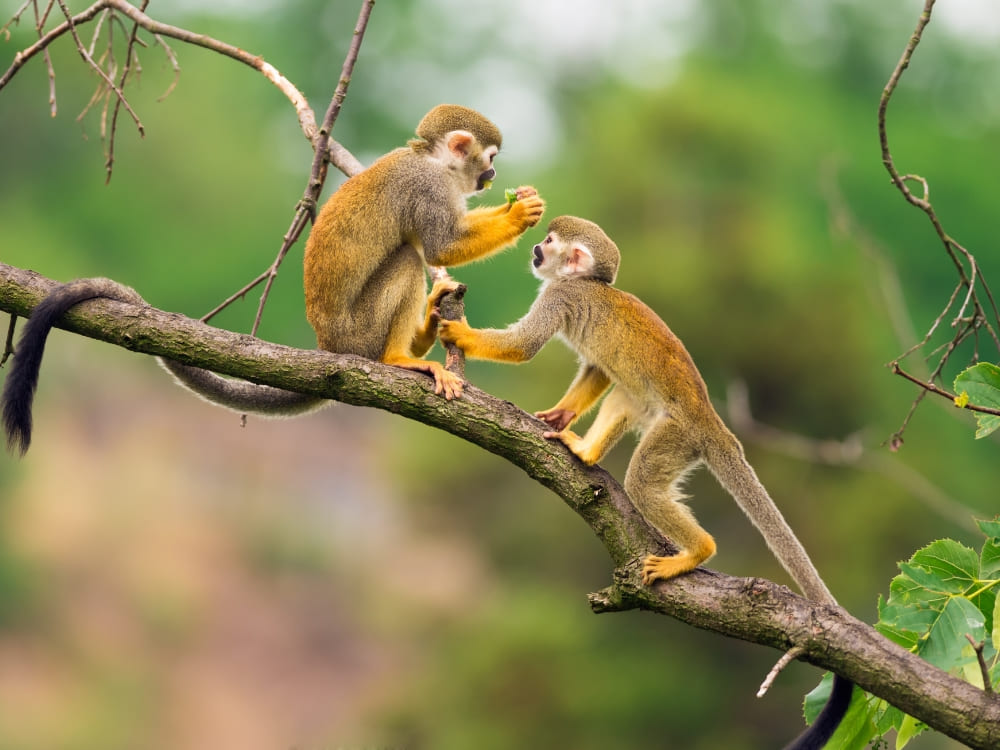 Two squirrel monkeys sitting on a tree branch grooming each other in the jungle.