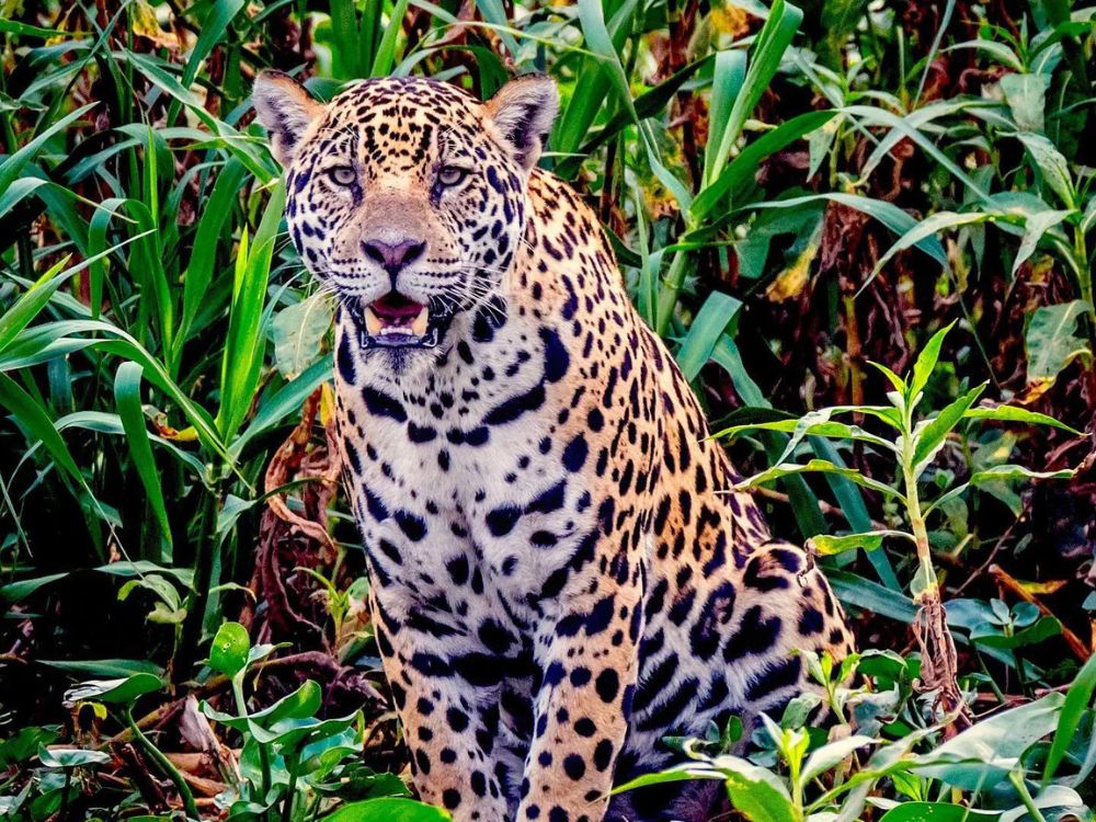 Ein gefleckter Jaguar sitzt zwischen grüner Vegetation im brasilianischen Pantanal-Biom.