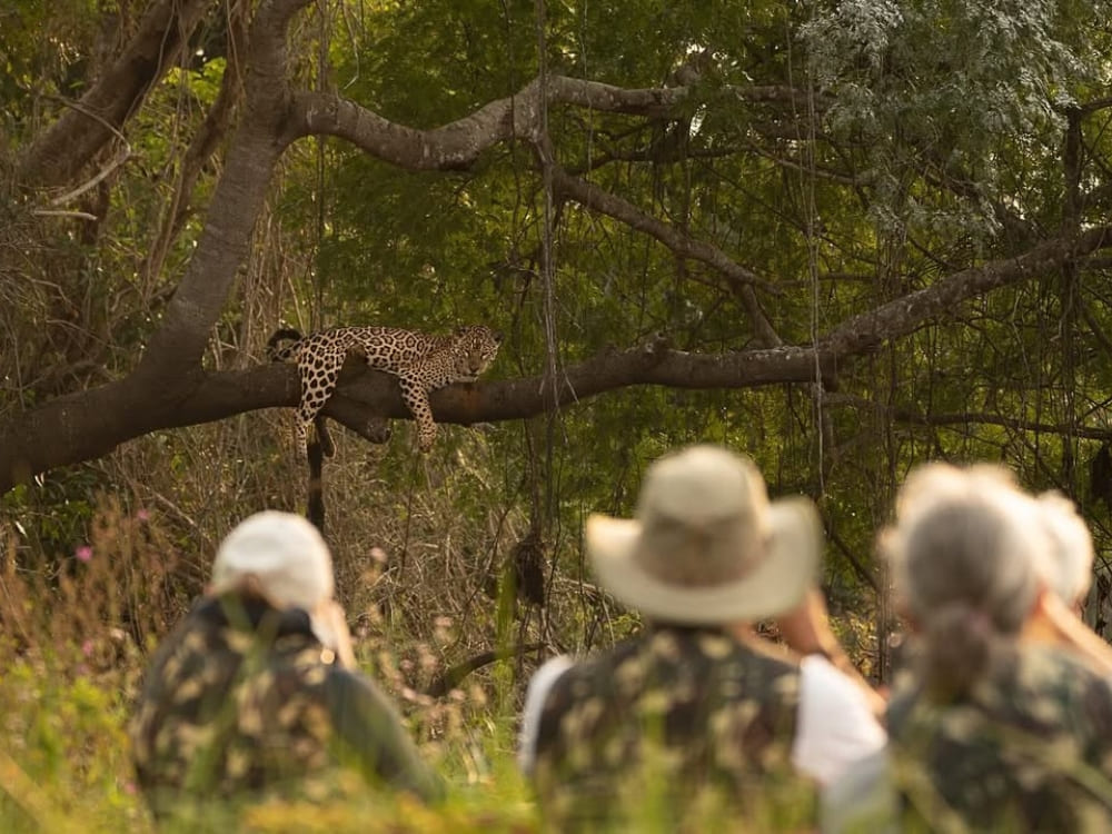 Tourists watching a jaguar resting on a tree branch during a wildlife safari tour in the Pantanal.