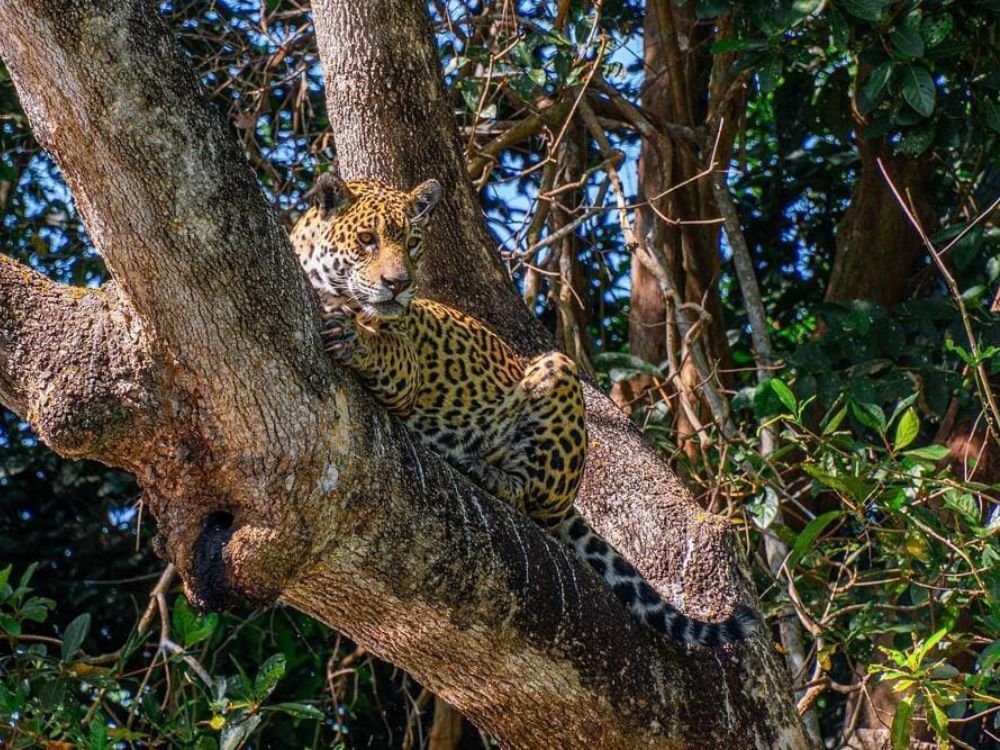 Ein großer Pantanal-Jaguar ruht bequem auf einem dicken Ast. 