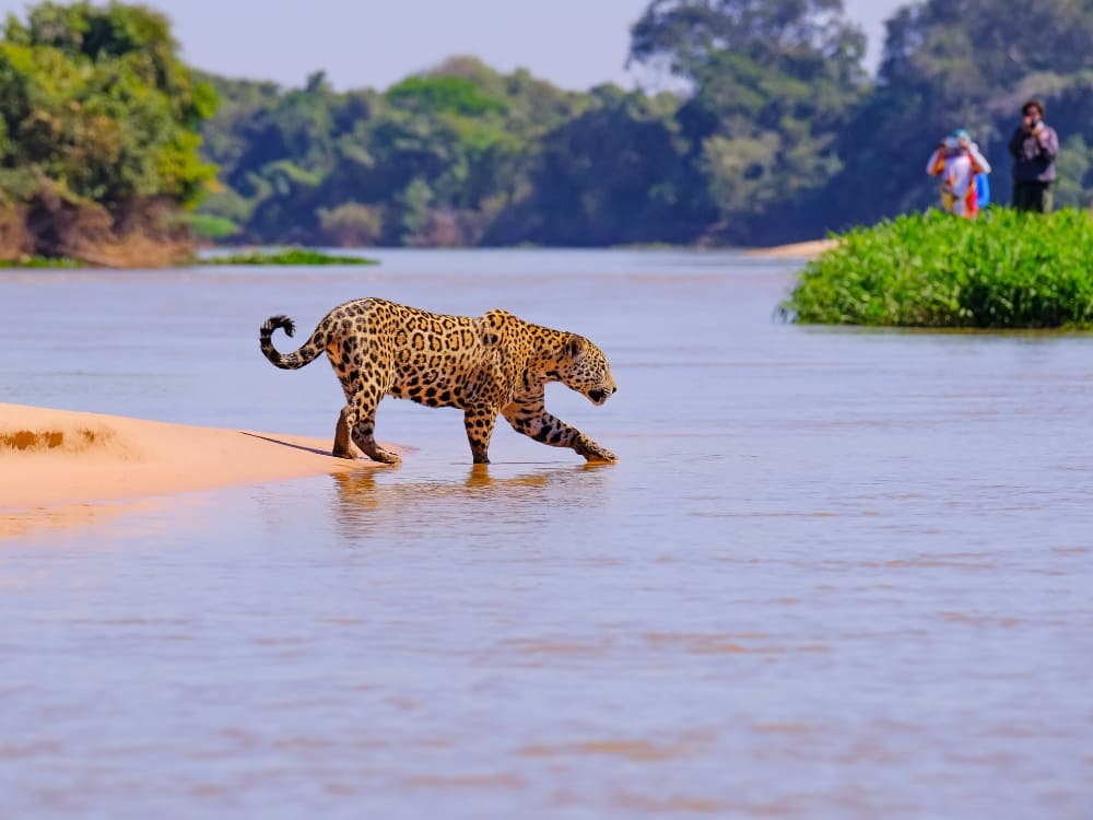 A wild jaguar walking on a river sandbar observed by tourists on a boat during a Jaguar safari in the Pantanal Brazil.