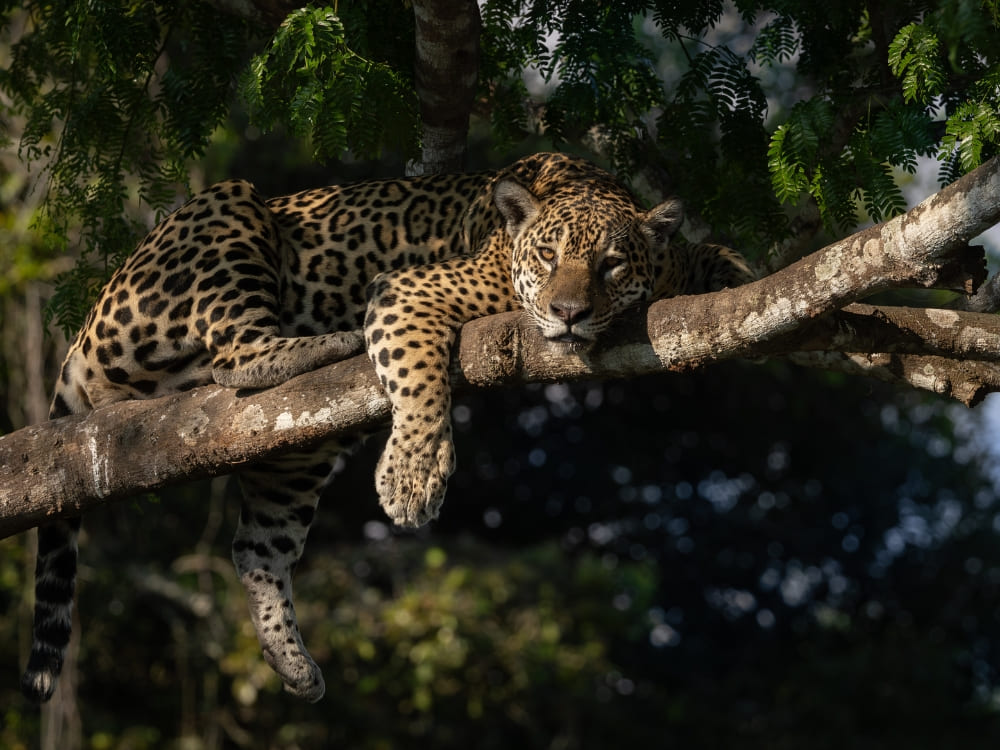 ¿Cuál es el mejor lugar para ver jaguares en el Pantanal?