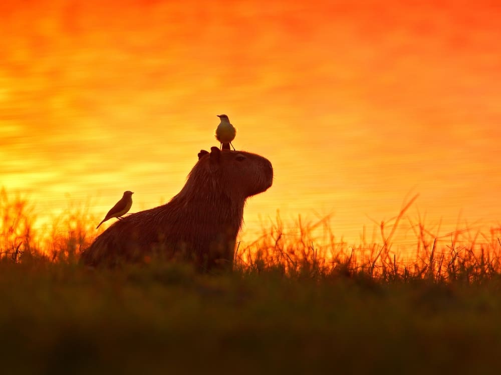 Silhouette of a capybara with birds perched on its back against a vibrant orange sunset in the Pantanal.