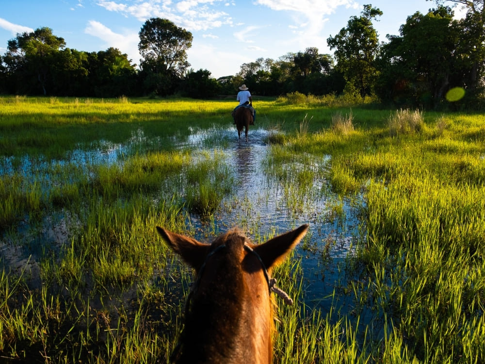 A traveler horseback riding through shallow wetlands, a popular activity when exploring the Pantanal.