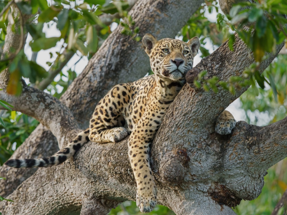 A jaguar resting on a tree branch in the North Pantanal, observed during the dry season which is the best time to visit the Pantanal for big cats.