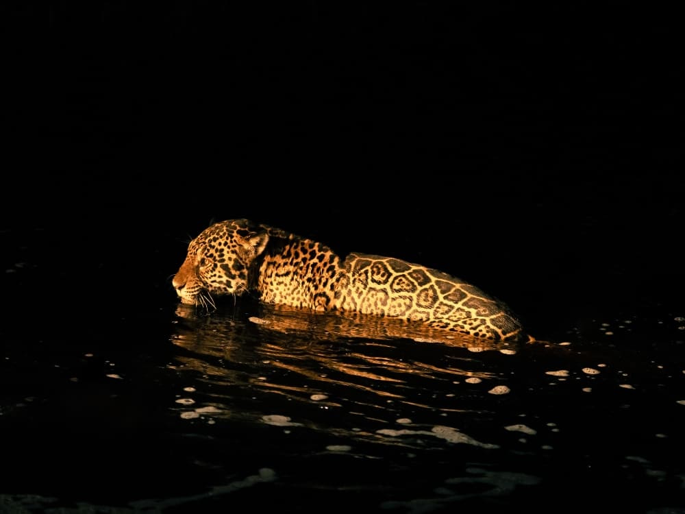 Ein Jaguar schwimmt nachts durch einen dunklen Fluss im Pantanal.