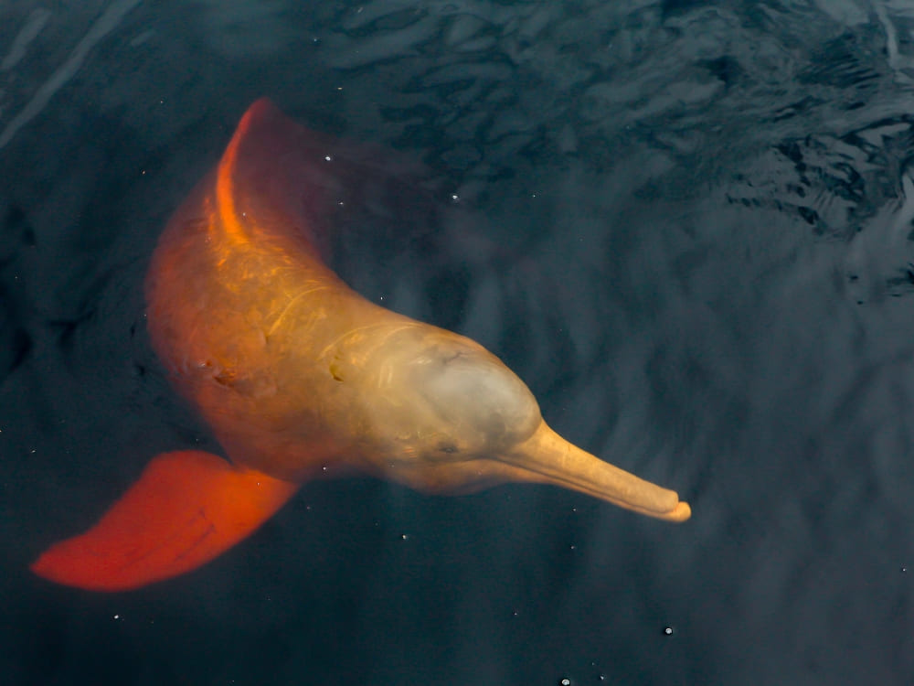 A pink river dolphin surfaces to breathe, showing its distinct color against the dark, black waters of the Rio Negro.