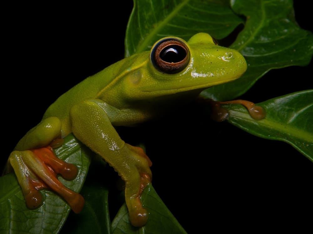 A small boana atlantica tree frog with bright green skin and large eyes grips a green leaf. A small boana atlantica tree frog with bright green skin and large eyes grips a green leaf.