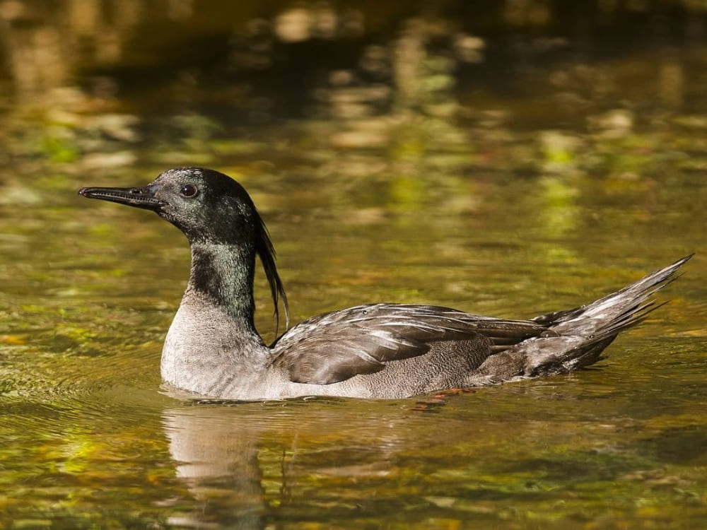 A rare Brazilian merganser duck swims calmly in clean, transparent water. A rare Brazilian merganser duck swims calmly in clean, transparent water.