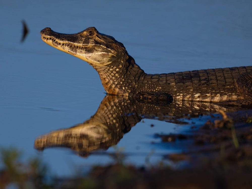 A yacare caiman rests in a muddy lagoon with its head above the surface, casting a clear reflection in the water. A yacare caiman rests in a muddy lagoon with its head above the surface, casting a clear reflection in the water.
