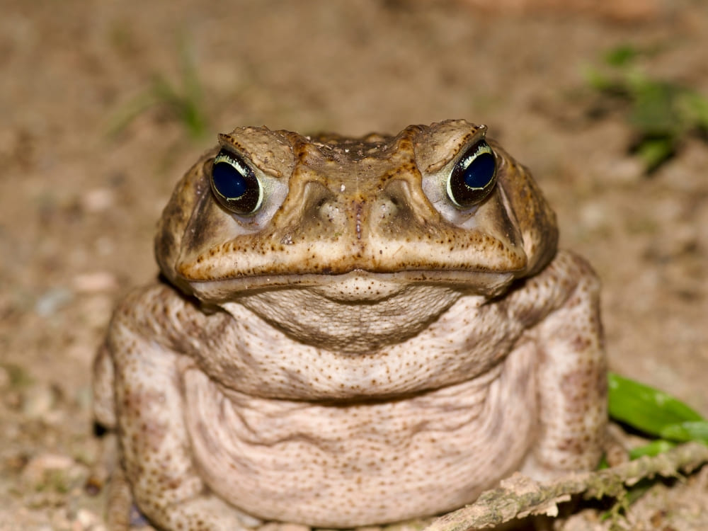  Close-up of a cane toad showing its coarse skin and warts in the Amazon jungle.