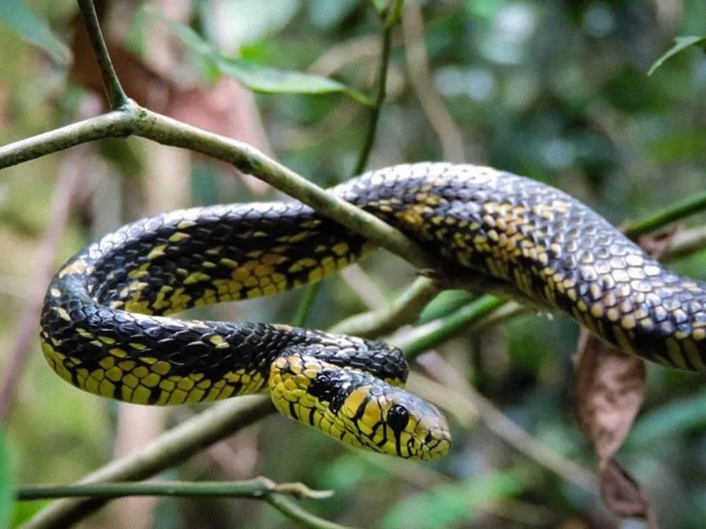 A nonvenomous caninana snake with striking yellow and black scales slithers along a thin tree branch. A nonvenomous caninana snake with striking yellow and black scales slithers along a thin tree branch.