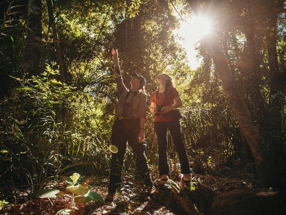 Two tourists wearing backpacks on an ecological walk point up to observe the tree canopy in a sunlit forest. Two tourists wearing backpacks on an ecological walk point up to observe the tree canopy in a sunlit forest.