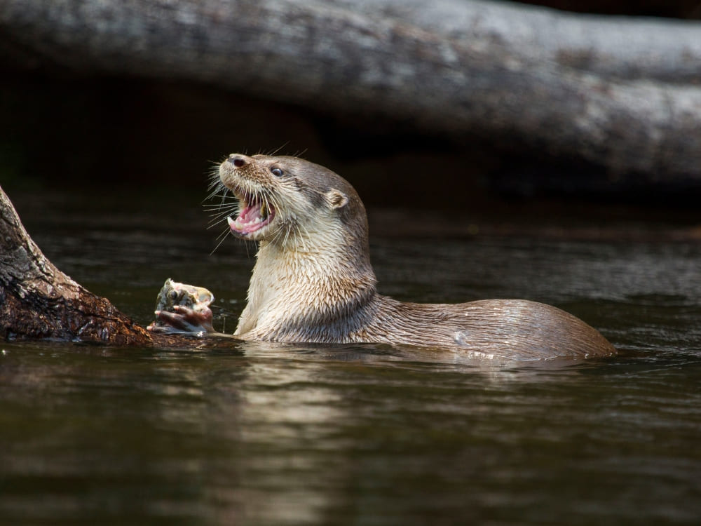 A giant otter swimming in the river with its mouth wide open while eating its prey.