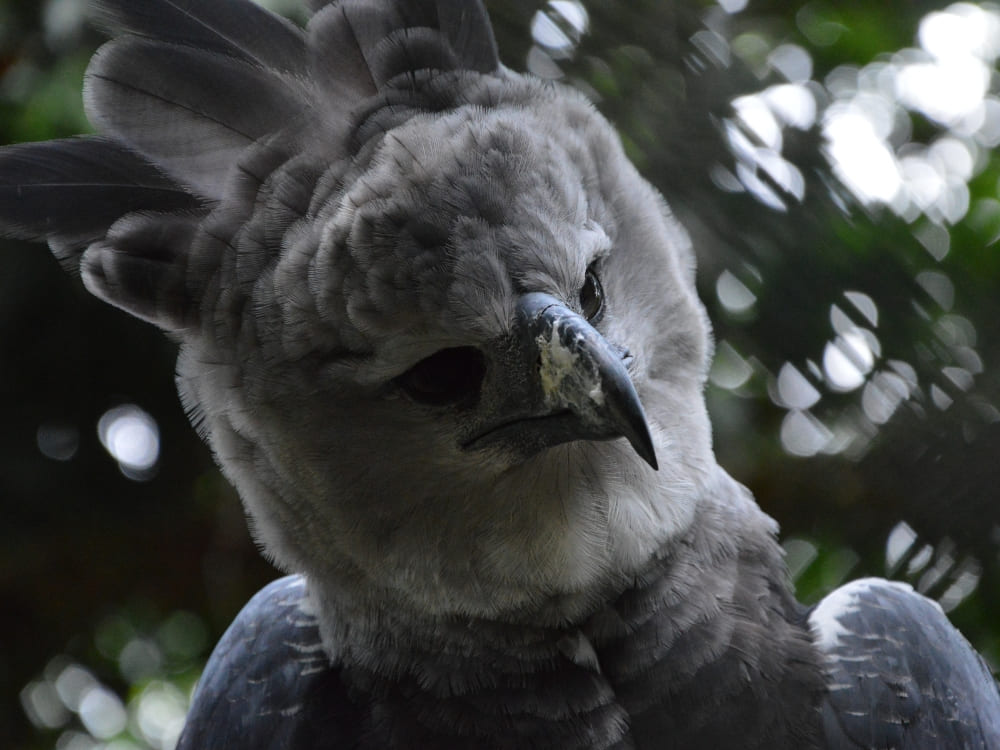 A close-up of a harpy eagle with dark grey feathers and vertical plumes on its head. A close-up of a harpy eagle with dark grey feathers and vertical plumes on its head.