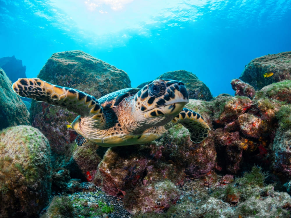 A hawksbill turtle swims underwater near a rocky reef in the tropical ocean. A hawksbill turtle swims underwater near a rocky reef in the tropical ocean.