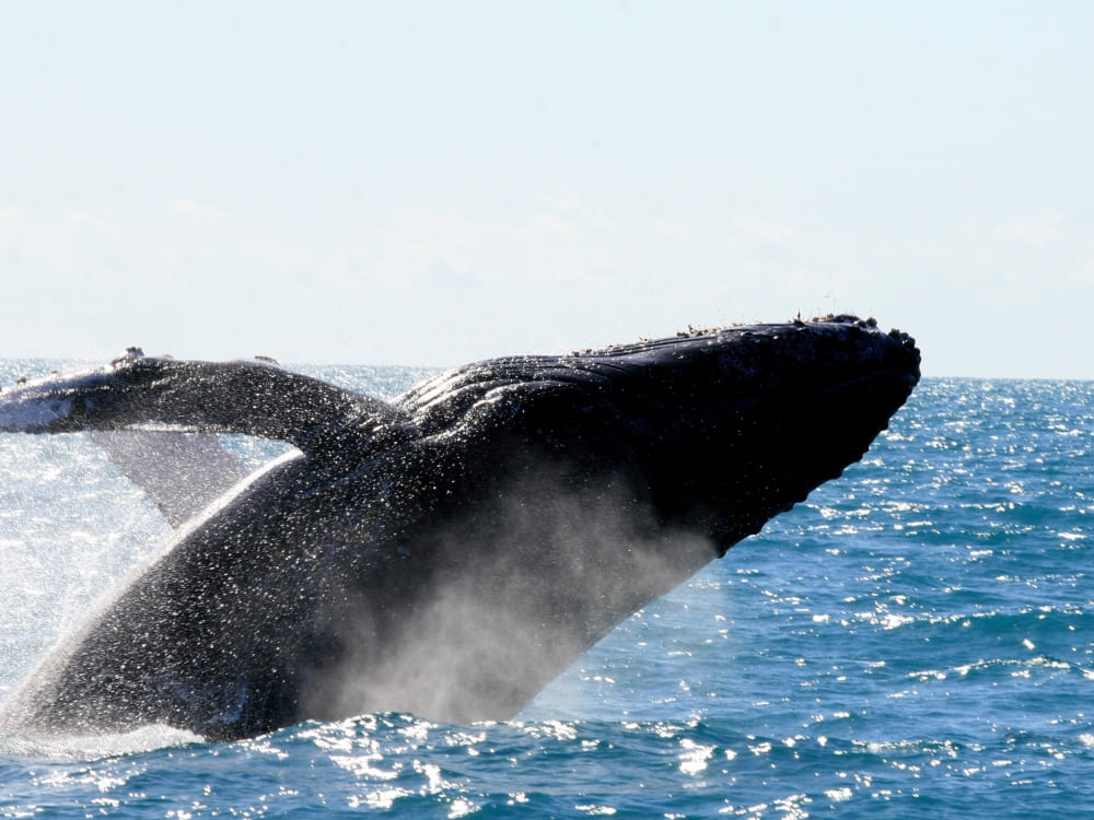 A massive humpback whale breaches high out of the water near the coast of Abrolhos Marine National Park. A massive humpback whale breaches high out of the water near the coast of Abrolhos Marine National Park.