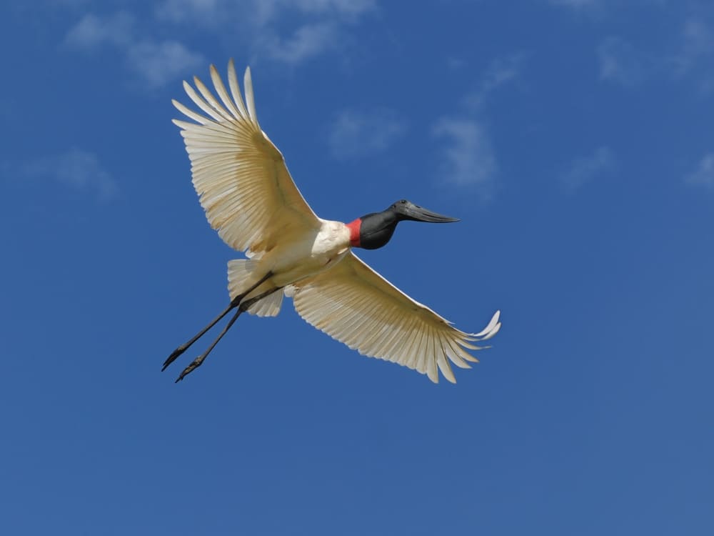 A large jabiru stork with a white body, black head, and red neck band flies against a clear blue sky. A large jabiru stork with a white body, black head, and red neck band flies against a clear blue sky.