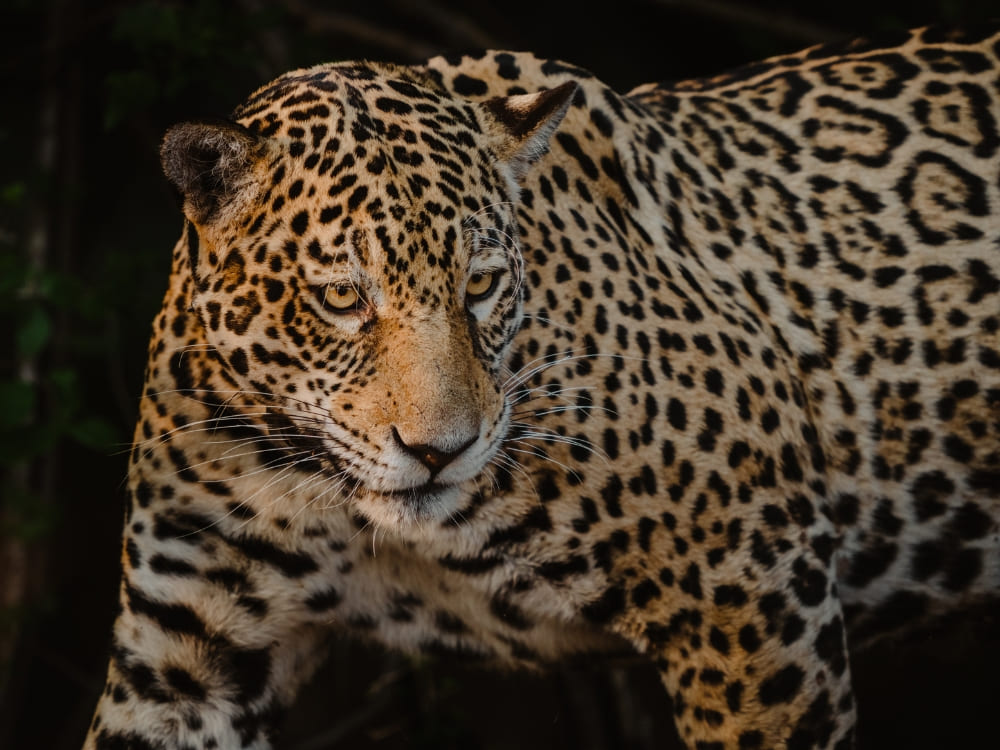 A fierce jaguar with a yellow-orange coat and black rosettes prowls in the dark. A fierce jaguar with a yellow-orange coat and black rosettes prowls in the dark.