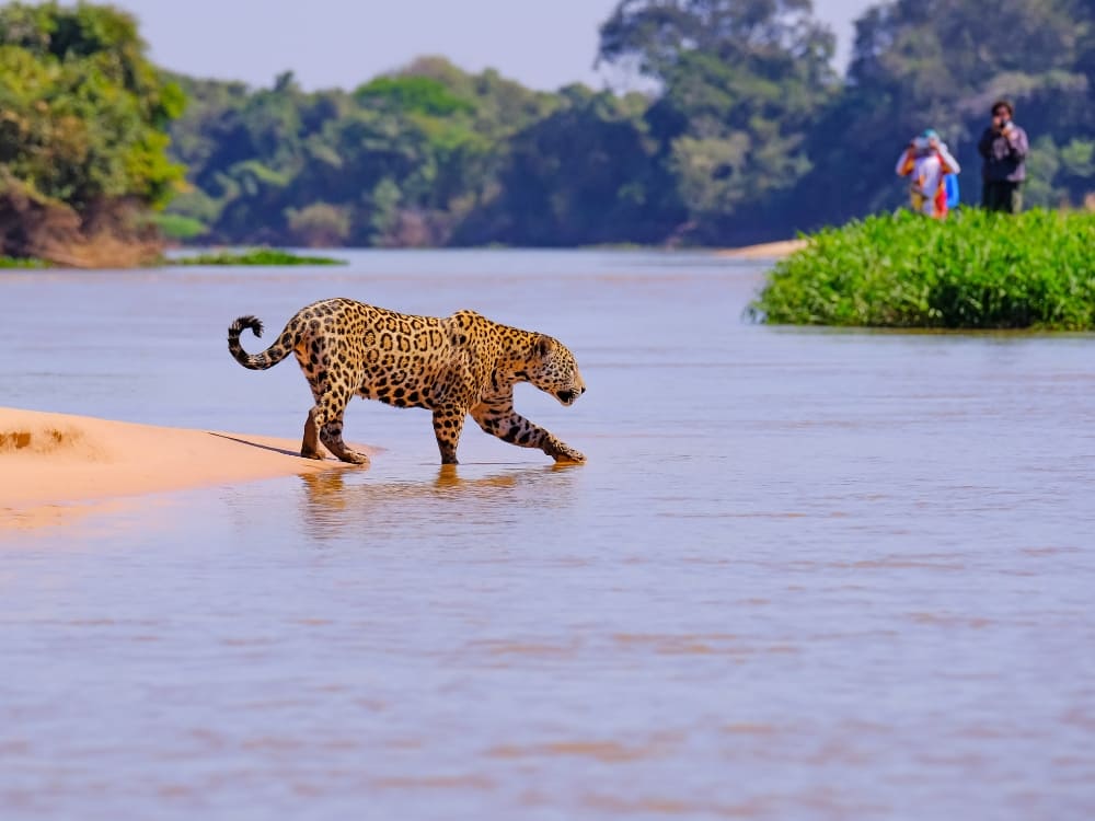A jaguar walks carefully through the shallow waters of a river while tourists observe from the riverbank during a Pantanal tour. A jaguar walks carefully through the shallow waters of a river while tourists observe from the riverbank during a Pantanal tour.