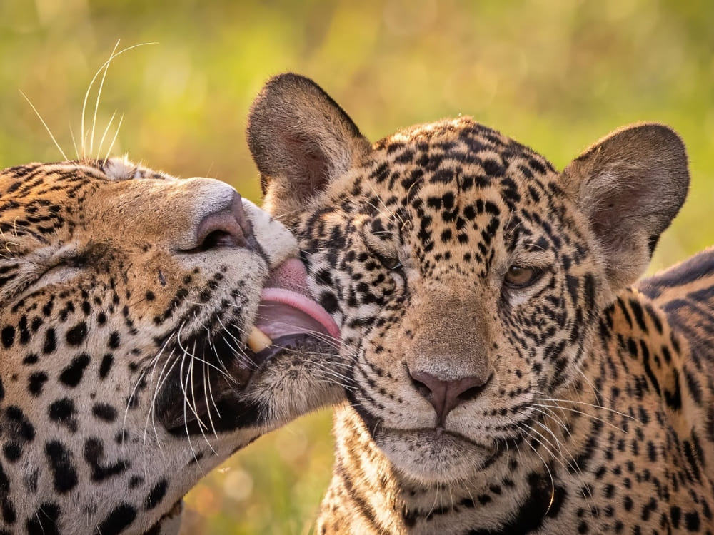 Two jaguars grooming each other in their natural habitat in the Pantanal.