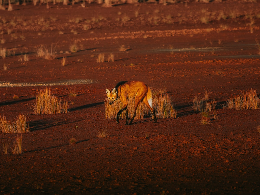 A maned wolf with a reddish-orange coat and long black legs walks across the Cerrado landscape. A maned wolf with a reddish-orange coat and long black legs walks across the Cerrado landscape.
