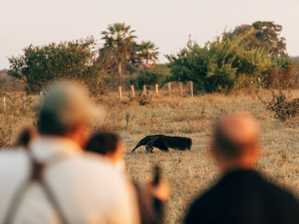 Two blurred photographers in the foreground capture a giant anteater walking through low vegetation during a Pantanal photo tour. Two blurred photographers in the foreground capture a giant anteater walking through low vegetation during a Pantanal photo tour.