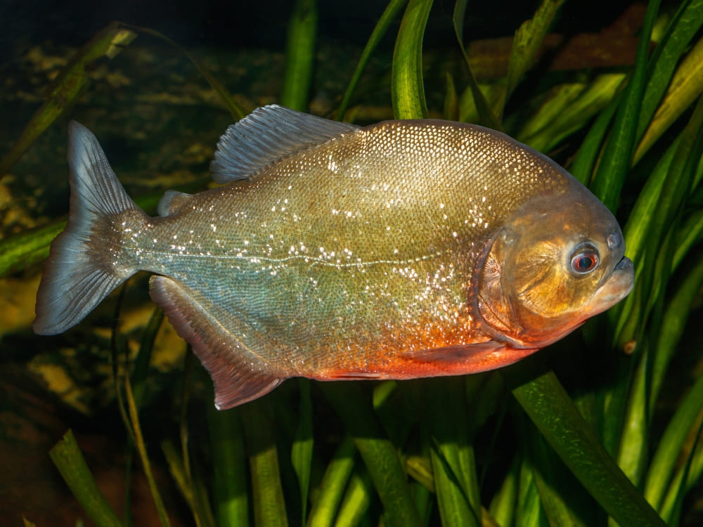 A red-bellied piranha swimming among green aquatic plants in the muddy waters of the Amazon.